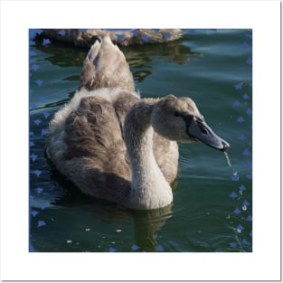 Cygnet Drinking Posters and Art